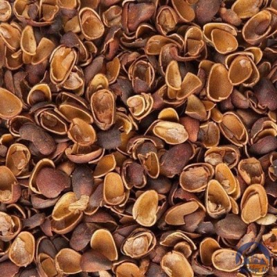Скорлупа Кедрового Ореха (Barus Nut Shell) купить в Рязани